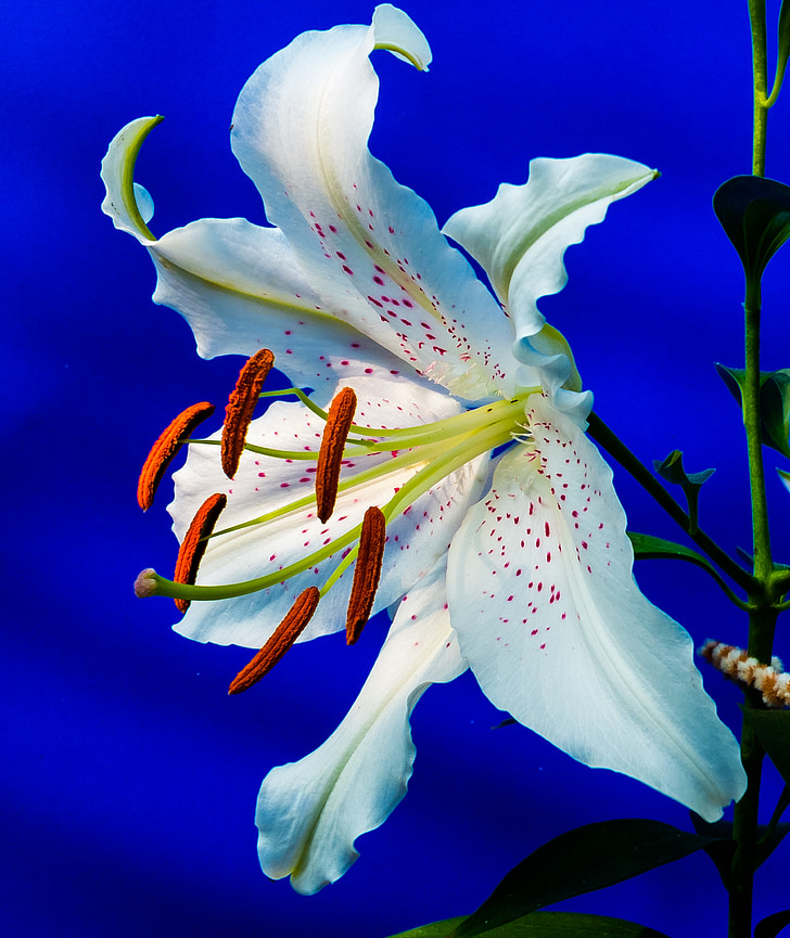 Lily, Blossom, nở hoa, Hoa, trắng, Các dấu chấm màu tím, nở rộ