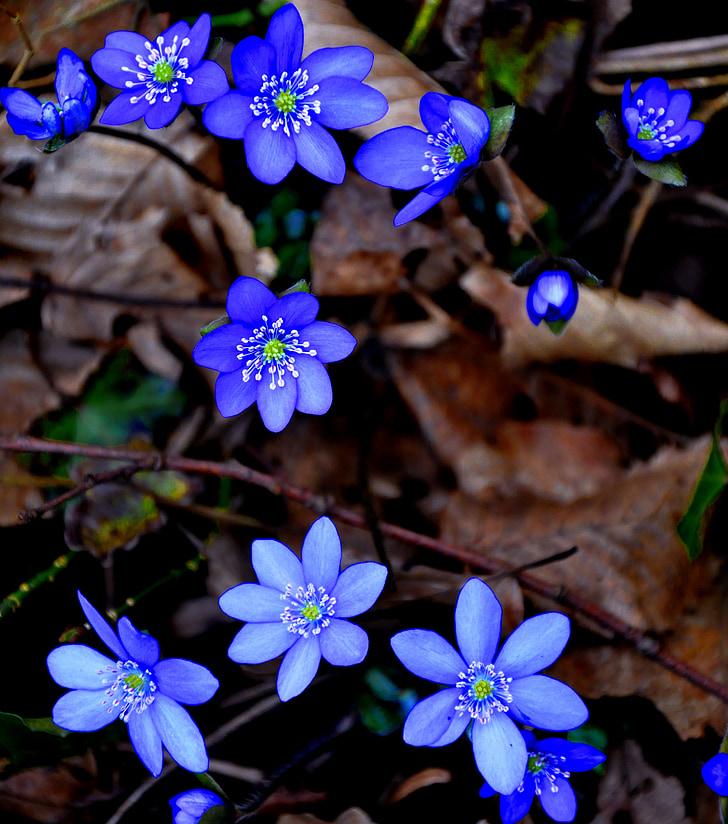 hepatica nobilis, printemps, bleu