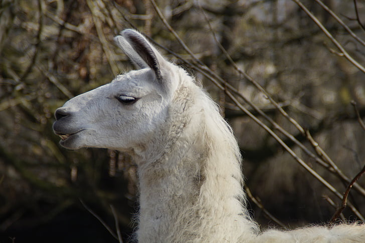llama, đầu, khuôn mặt, tư thế, chăn nuôi, vườn bách thú, động vật