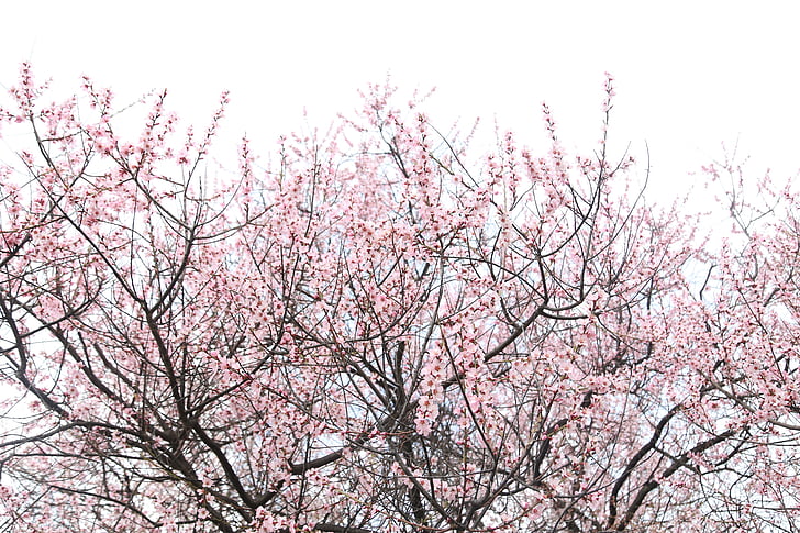 peach blossom, nyingchi, sky, pink