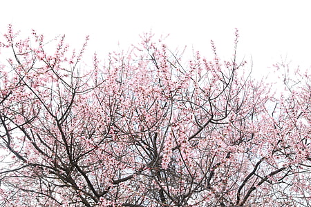 桃の花, ニンティ, 空, ピンク
