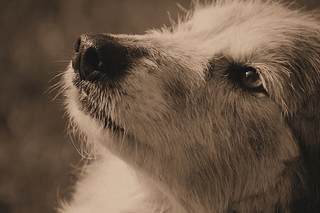 pies, Widok, oczy, Głowica, zwierzętom, lojalność, hybrydowe