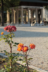 Balatonfüred, fuente Kossuth, color de rosa