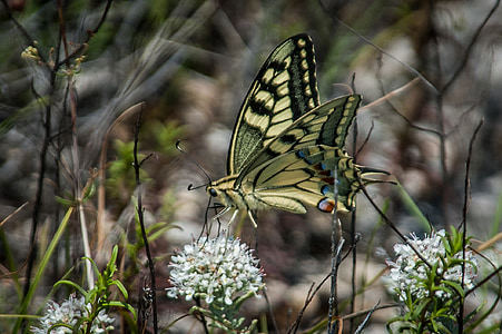 bướm, dovetail, cánh, Thiên nhiên