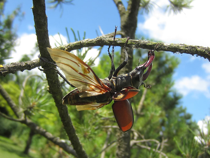 stag beetle, tree, wing