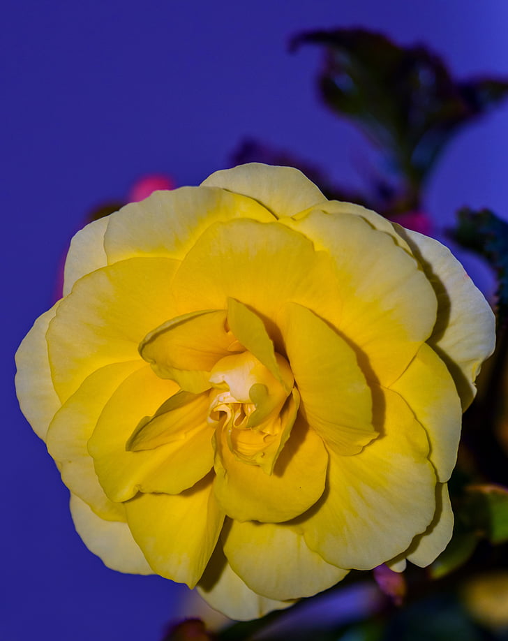 flower, yellow, bloom, in the evening, plant, nature, petal