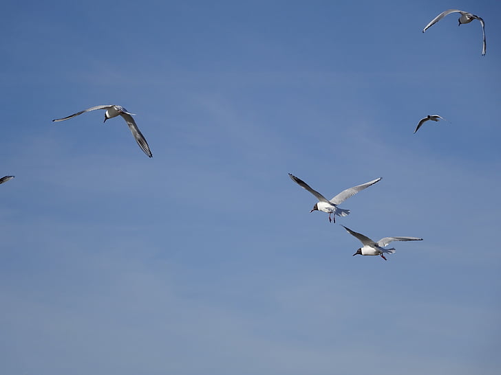 Mar del norte, aves acuáticas, pájaro, Seagull, aves, volar