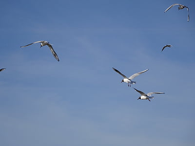 Mar do Norte, aves aquáticas, pássaro, Gaivota, aves, voar