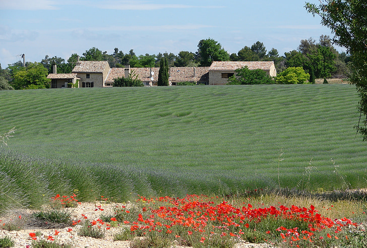 Francie, Provence, levandule, vlčí máky