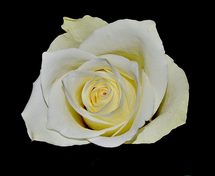 Бяла роза, процъфтява, растителна, цвете, Роза - цвете, венчелистче, Цветето