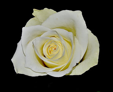 rosa bianca, fiorì, pianta, fiore, rosa - fiore, petalo, testa di fiore