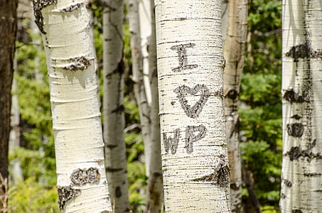 carved initials, trees, bark, initials, love, heart, carved