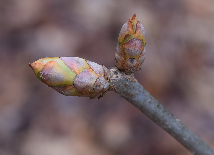 gemme di castagno giapponese, castagno, Bud, arbusto, primavera, natura, pianta
