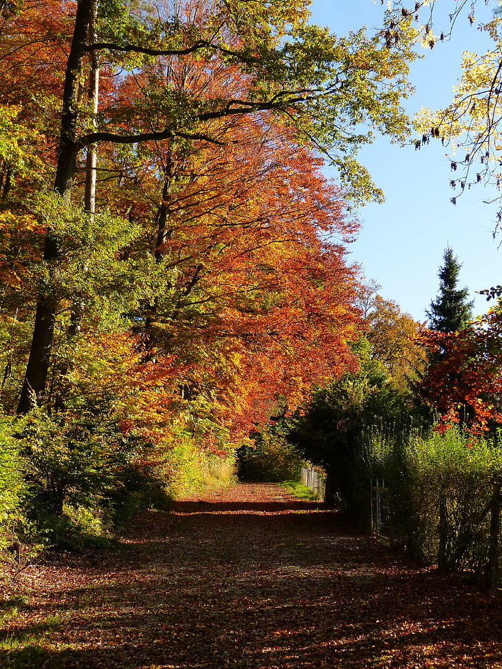 Natur, Wald, entfernt, Trail, Landschaft, Herbst