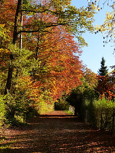 priroda, šuma, daleko, staza, krajolik, jesen