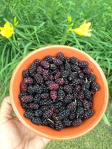 berries, mulberries, bowl, fruit, mulberry, food, sweet
