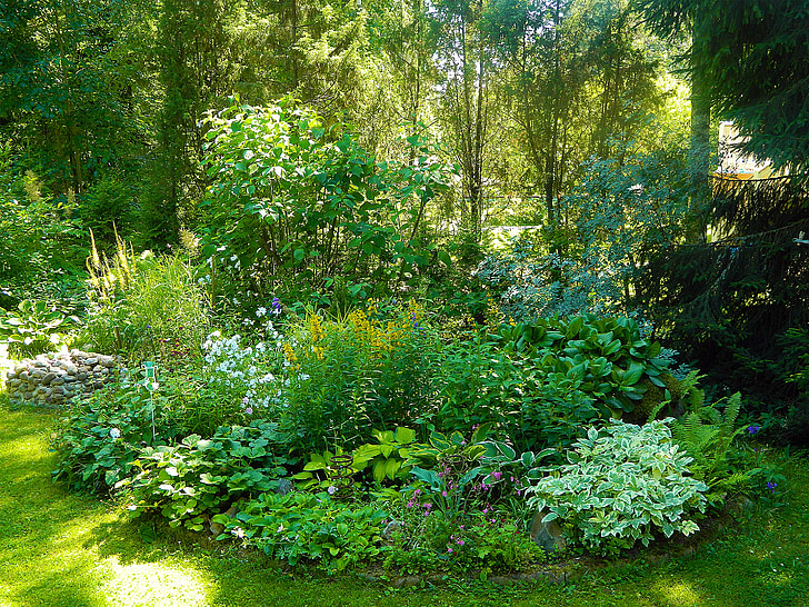 Záhrada, yard, rastliny, malé, letné