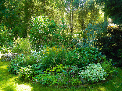 Tuin, werf, planten, kleine, zomer