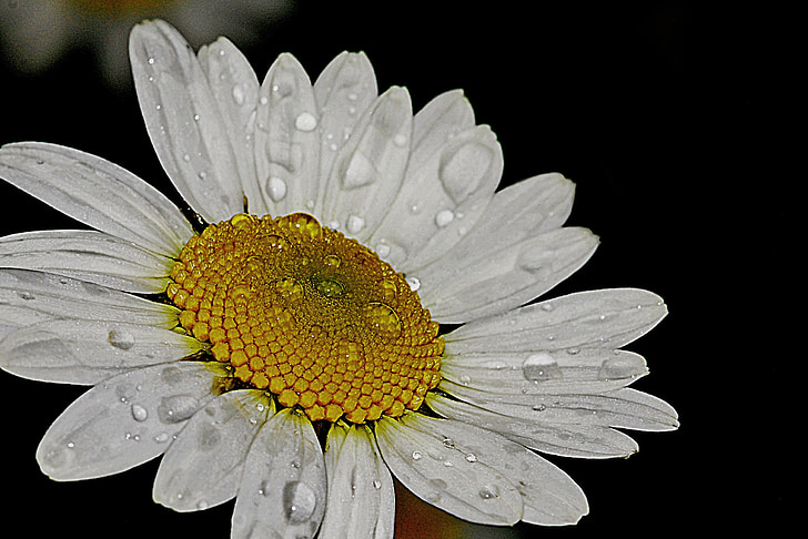 Daisy, fleur, nature, été, blanc, floral, plante