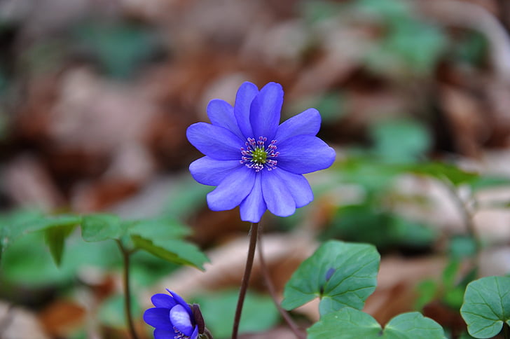 Hepatica nobilis, wiosna, niebieski