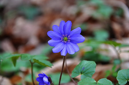 Hepatica nobilis, Frühling, Blau