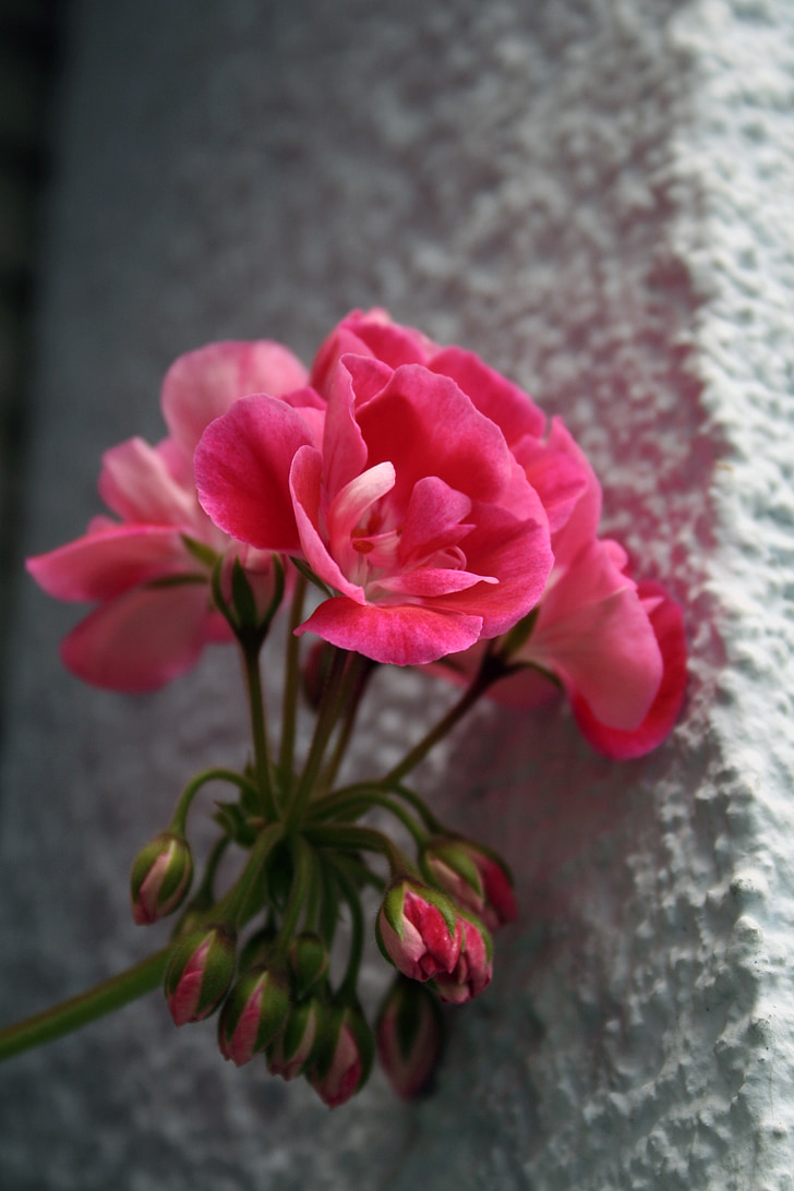 geranium, flowers, nature, pink flower, spring