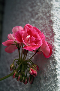 Geranie, Blumen, Natur, rosa Blume, Frühling
