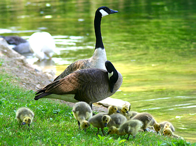 nadýchané, Baby, mláďatá, vták, zvieratá, Príroda, Vodné vtáky