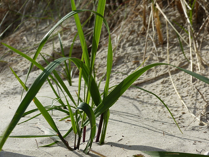 Strand, Sand, Grass, herbflota, Natur, Busch