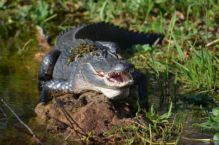 Deltona, Lake monroe, St. Johns river, Alligator, Gators, Reptil, Krokodil