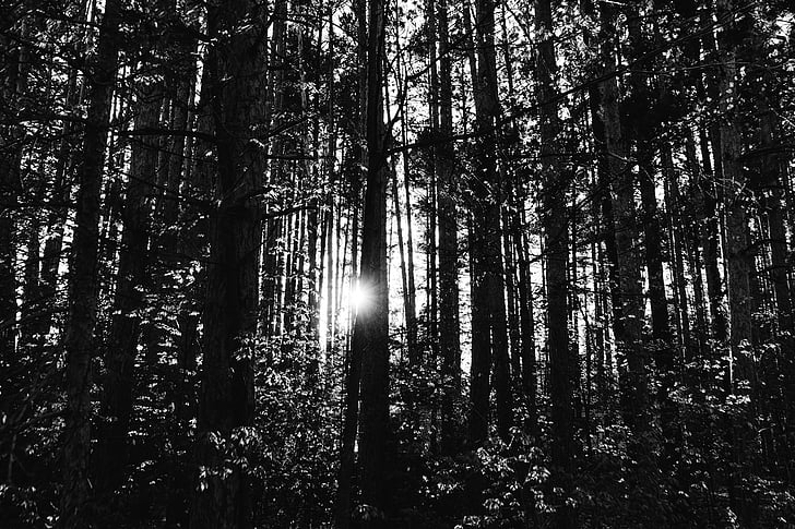 gris, escala, Foto, árbol, silueta, árboles, bosque
