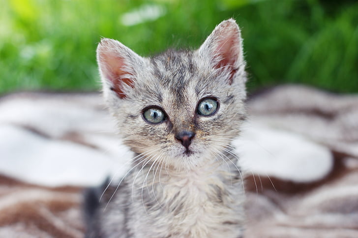 DART, Kitten, een lid van de familie, gras, bij het Hof van, grijs, bont