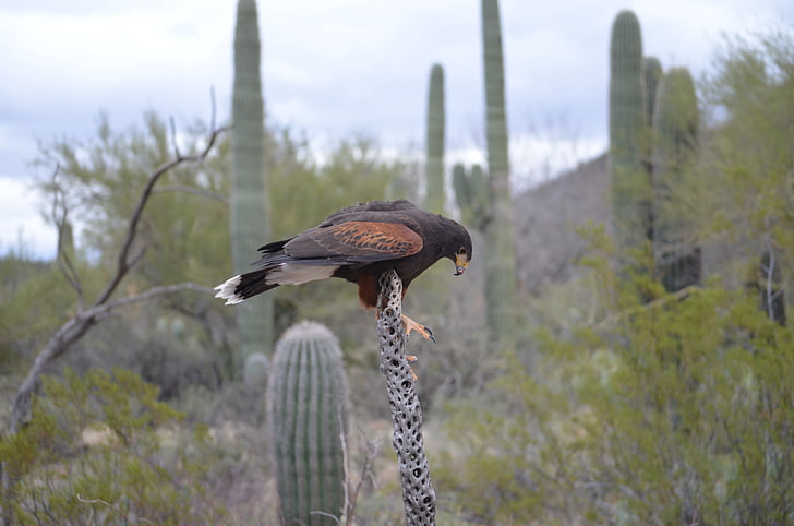 Halcón de cola roja, cactus, desierto, naturaleza, pájaro, flora y fauna, animal