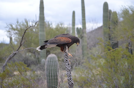 red tail hawk, cactus, desert, nature, bird, wildlife, animal