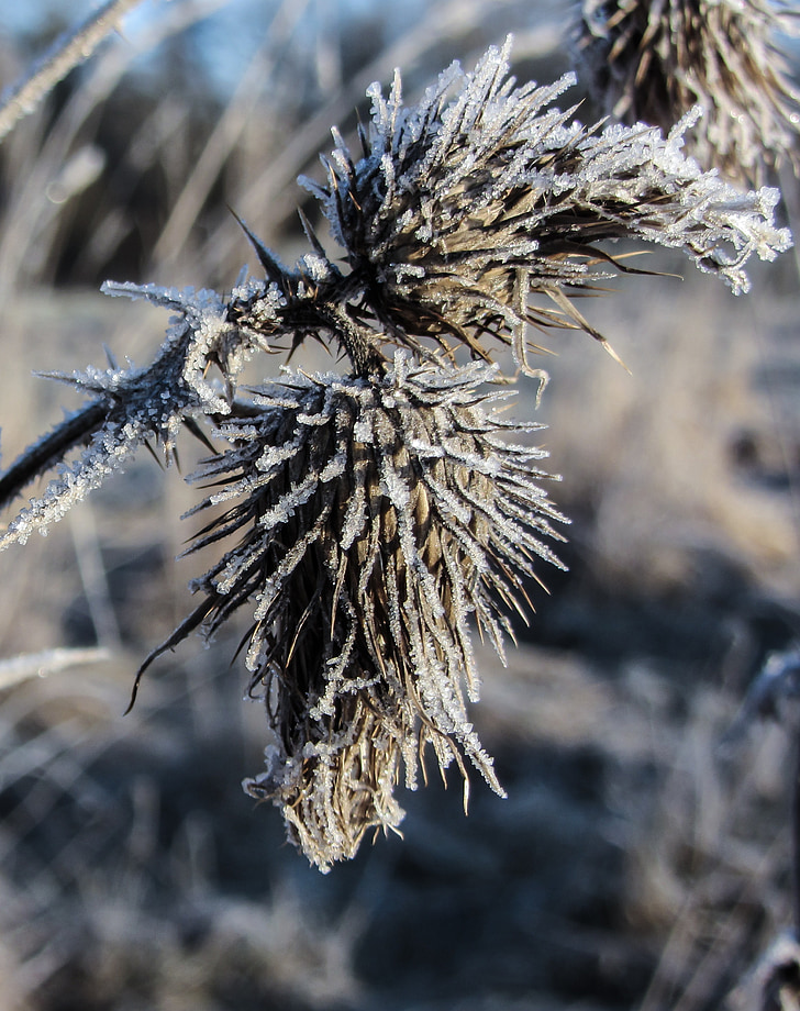 hoarfrost, thistle, winter, frost, cold, frozen
