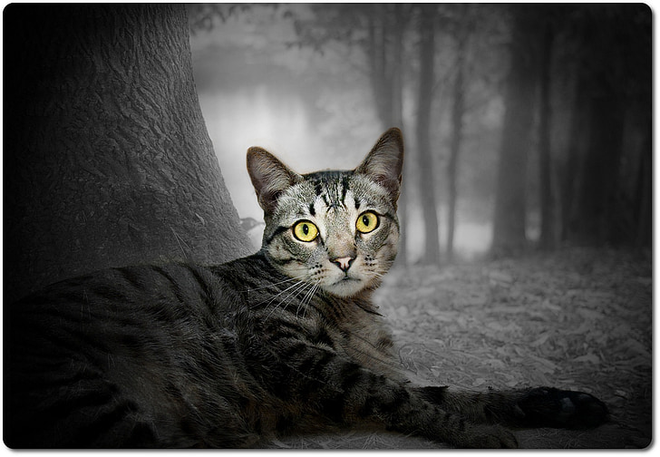 cat, forest, nature, tree, fur, watch, animal world