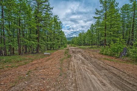bosc, tigre, carretera nacional, de Mongòlia a Rússia, regió de khuvsgul, Mongòlia, natura