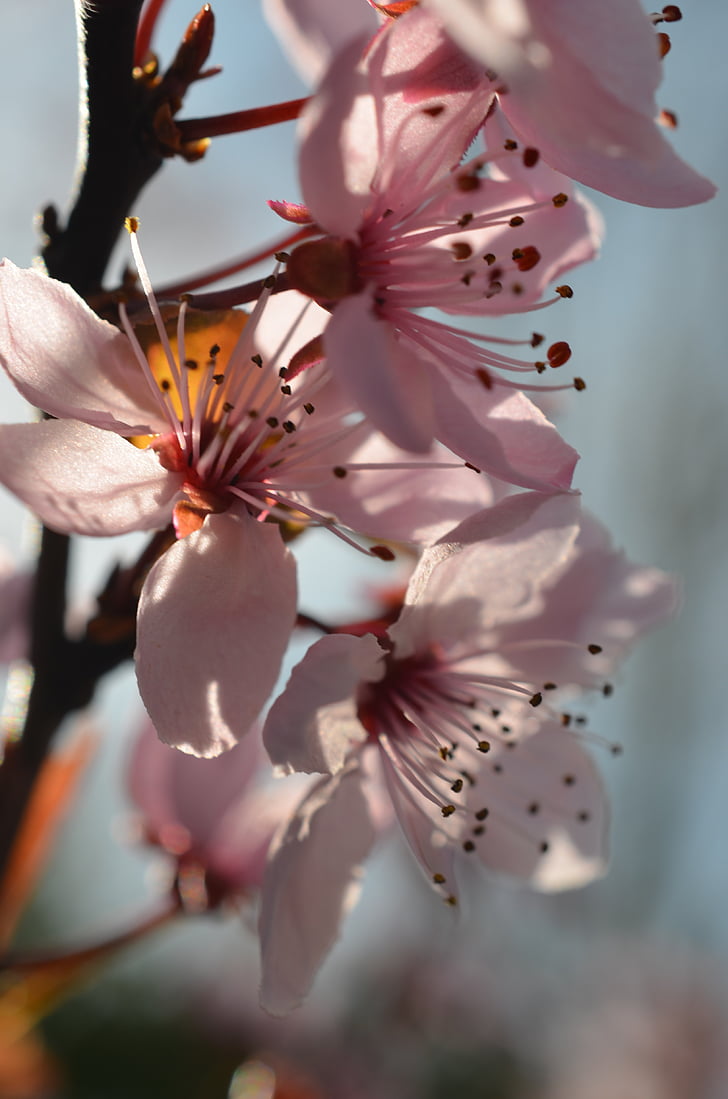 Japonų, vyšnių žiedai, Pavasario gėlės, Japonijos vyšnių, gėlės, pavasarį, rožinė