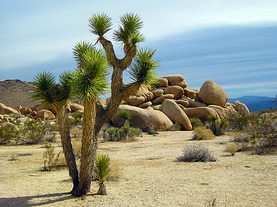 árbol de Joshua, árbol, Parque, Bosque Nacional, rocas, Joshua, desierto