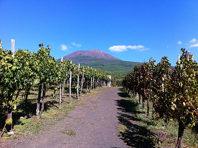 vingården, vulkanen, Vesuv, Napoli, vulkansk, druer