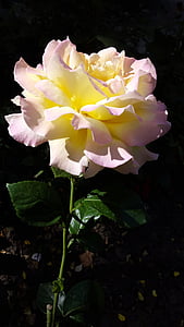 Rosa, flor, una rosa, bella flor, rosa groga, natura, planta