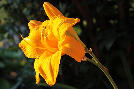 màu vàng, vàng, Lily, Hoa, nở hoa, sáng sủa, sinh động