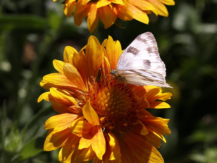 πεταλούδα, Κίτρινο, λουλούδι, έντομο, φύση, φυτό, μακροεντολή