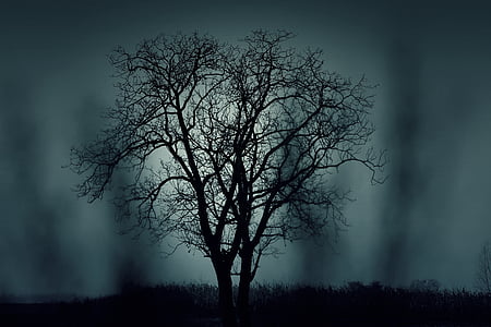 Desfrunzit, copac, pe timp de noapte, Foto, Halloween, natura, iarna