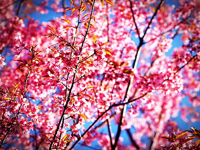 Sakura, květ, Prunus cerasoides, divoký himálajský cherry, Thajsko, kvetoucí na phu lom lo mountain, Phitsanulok