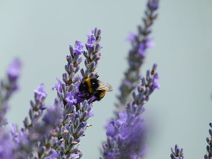 bumble-bee, lavanda, flor, insectos, naturaleza, planta, púrpura
