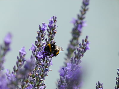 黄蜂, 熏衣草, 花, 昆虫, 自然, 植物, 紫色
