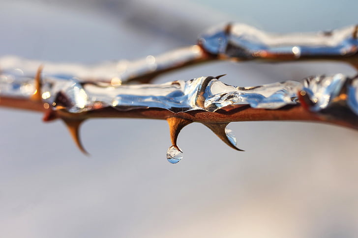 thorn, brian, ice, winter, nature, plant, drop
