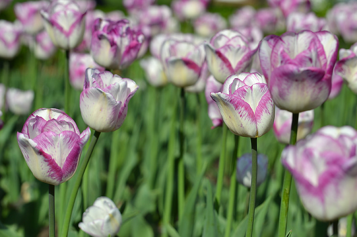 tulipany, kwiat, Tulipan, wiosna, Tulipan różowy, wiosna blossom, kwiaty