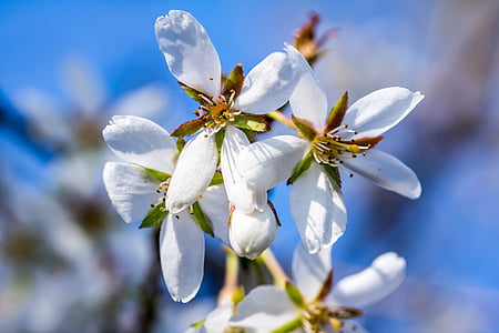 장식용 체리, 왜성 체리, 쿠릴 체리, 흰색 꽃, 봄, 블 룸, 일본의 벚꽃 나무